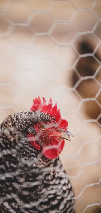 Boise, Idaho, USA, chicken, rural life Wallpaper 1080x2280