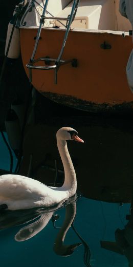 Обои 720x1440 лебедь, озеро, водоплавающая птица