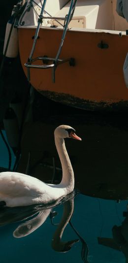 swan, lake, waterfowl Wallpaper 1080x2220