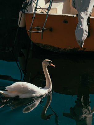 swan, lake, waterfowl Wallpaper 1620x2160