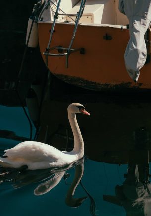 Обои 1668x2388 лебедь, озеро, водоплавающая птица