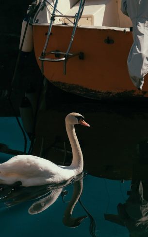 Обои 1752x2800 лебедь, озеро, водоплавающая птица