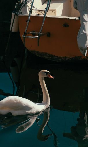 swan, lake, waterfowl Wallpaper 1200x2000