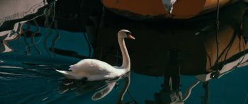 Обои 2560x1080 лебедь, озеро, водоплавающая птица