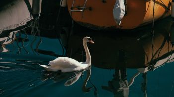 Обои 1600x900 лебедь, озеро, водоплавающая птица