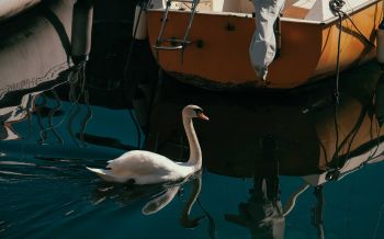 swan, lake, waterfowl Wallpaper 2560x1600