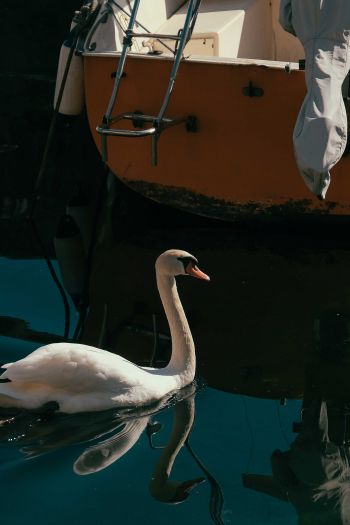 Обои 640x960 лебедь, озеро, водоплавающая птица