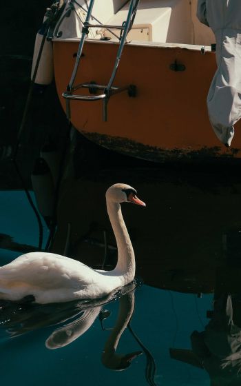 Обои 1200x1920 лебедь, озеро, водоплавающая птица