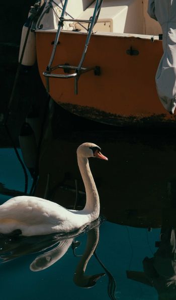 swan, lake, waterfowl Wallpaper 600x1024
