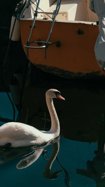 Обои 640x1136 лебедь, озеро, водоплавающая птица