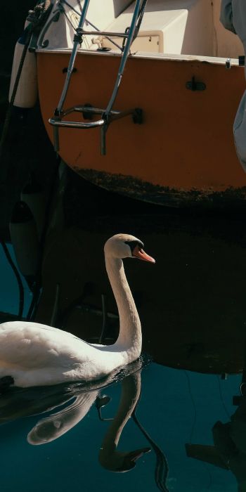 swan, lake, waterfowl Wallpaper 720x1440