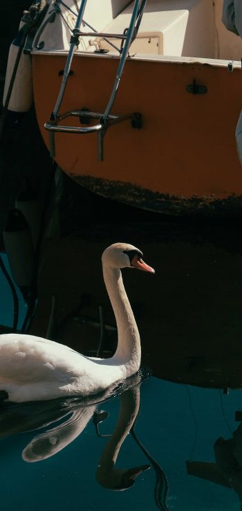 swan, lake, waterfowl Wallpaper 1440x3040