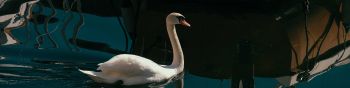 swan, lake, waterfowl Wallpaper 1590x400