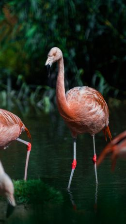 wild nature, flamingo, water Wallpaper 1440x2560