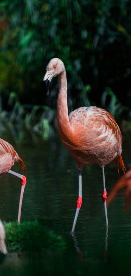 wild nature, flamingo, water Wallpaper 1440x3040