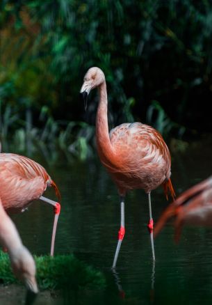 wild nature, flamingo, water Wallpaper 1640x2360