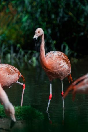 wild nature, flamingo, water Wallpaper 2875x4313
