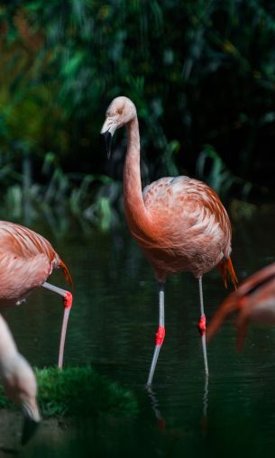 wild nature, flamingo, water Wallpaper 1200x2000