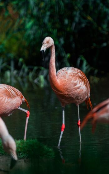 wild nature, flamingo, water Wallpaper 1752x2800