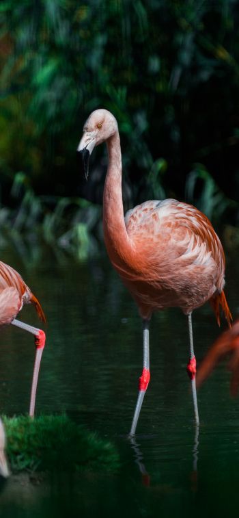 wild nature, flamingo, water Wallpaper 1242x2688
