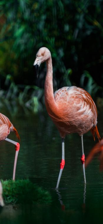 wild nature, flamingo, water Wallpaper 1080x2340