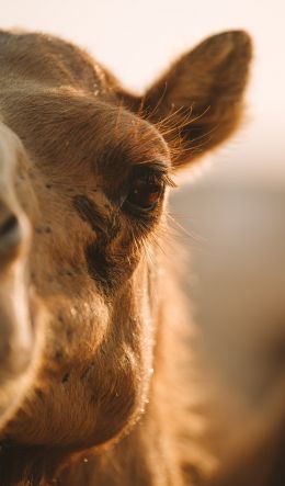 camel, wild animal, eyes Wallpaper 600x1024