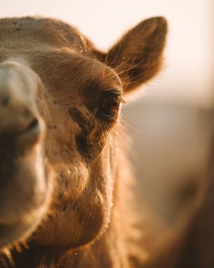 camel, wild animal, eyes Wallpaper 3934x4917