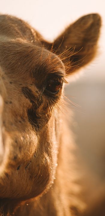camel, wild animal, eyes Wallpaper 1080x2220