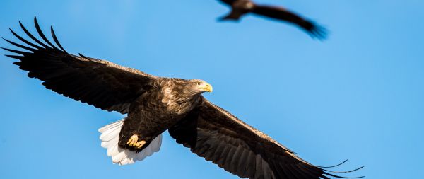 Kushiru, bird, flight Wallpaper 2560x1080