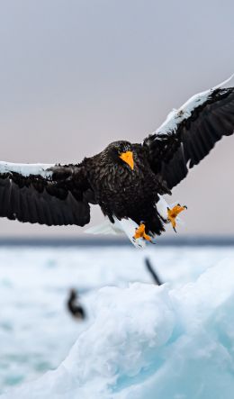 Rausu, Japan, bird, hunting Wallpaper 600x1024