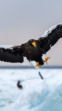 Rausu, Japan, bird, hunting Wallpaper 1440x2560