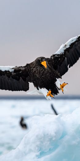 Rausu, Japan, bird, hunting Wallpaper 720x1440