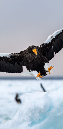 Rausu, Japan, bird, hunting Wallpaper 1080x2220