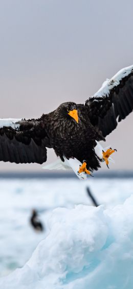 Rausu, Japan, bird, hunting Wallpaper 1170x2532