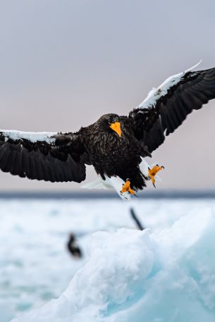 Rausu, Japan, bird, hunting Wallpaper 640x960