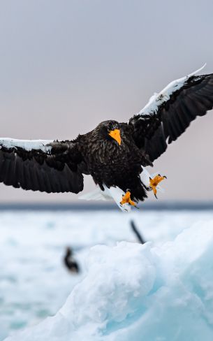 Rausu, Japan, bird, hunting Wallpaper 800x1280