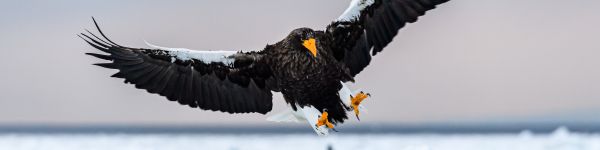 Rausu, Japan, bird, hunting Wallpaper 1590x400