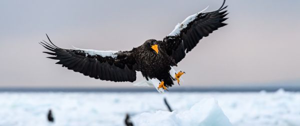 Rausu, Japan, bird, hunting Wallpaper 2560x1080