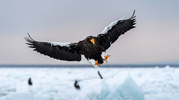 Rausu, Japan, bird, hunting Wallpaper 2560x1440