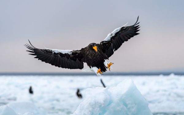 Rausu, Japan, bird, hunting Wallpaper 1920x1200