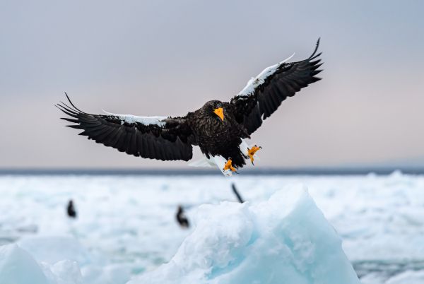 Rausu, Japan, bird, hunting Wallpaper 5346x3582