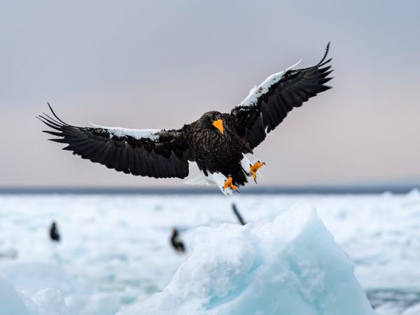 Rausu, Japan, bird, hunting Wallpaper 800x600