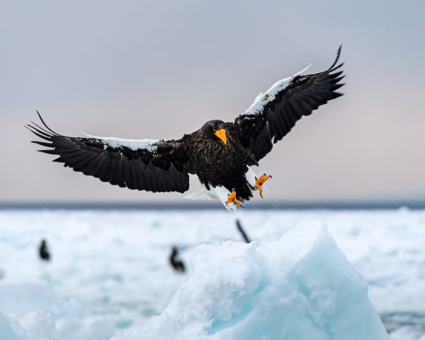 Rausu, Japan, bird, hunting Wallpaper 1280x1024