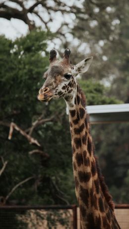 wild nature, zoo, giraffe Wallpaper 640x1136