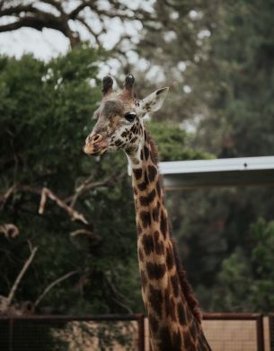 wild nature, zoo, giraffe Wallpaper 3739x4799