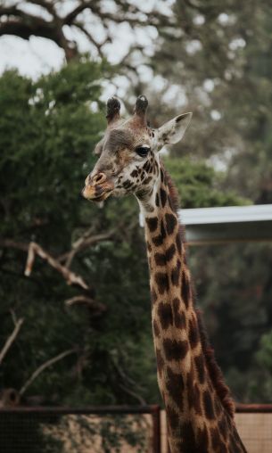 wild nature, zoo, giraffe Wallpaper 1200x2000