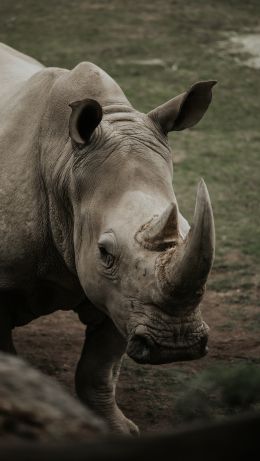 rhinoceros, wild nature, horns and hooves Wallpaper 640x1136