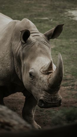 Обои 720x1280 носорог, дикая природа, рога и копыта