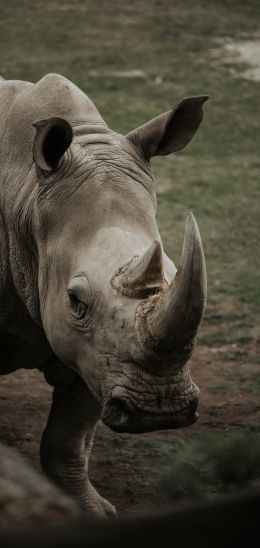 rhinoceros, wild nature, horns and hooves Wallpaper 1080x2280