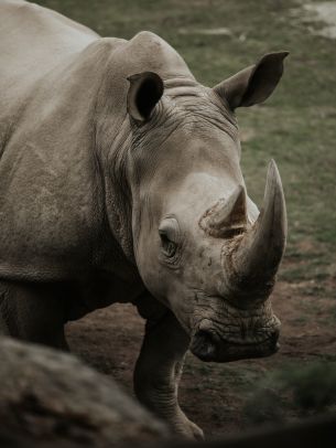 Обои 1668x2224 носорог, дикая природа, рога и копыта